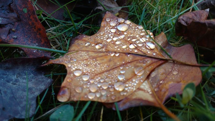 High angle view of wet maple leaf during autumn