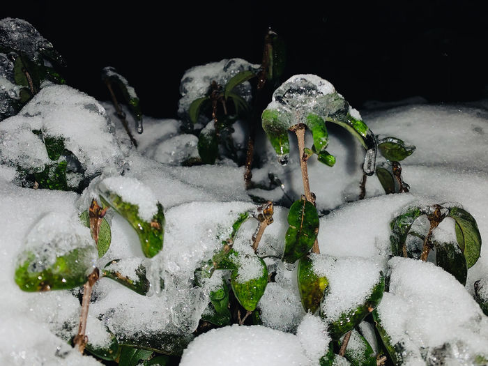 snow