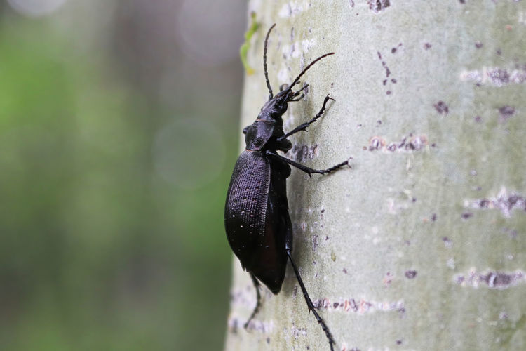 A purple rimmed carabus beetle crawls on a tree trunk