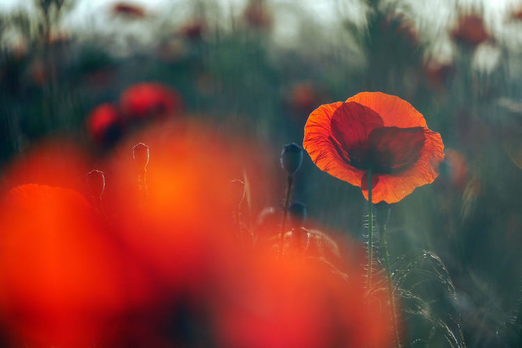 Close-up of red poppy growing on field