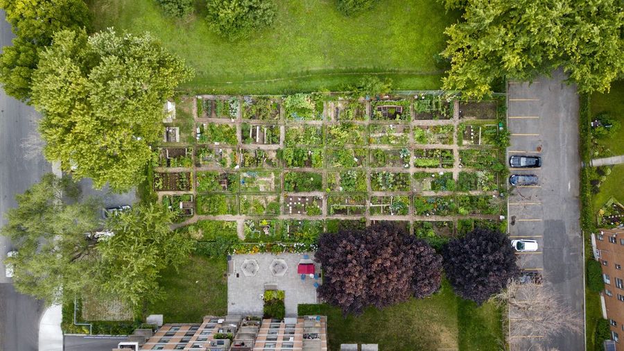 Aerial view of vegetable garden
