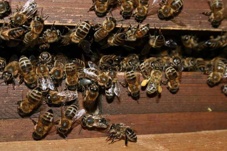 High angle view of bees on wood