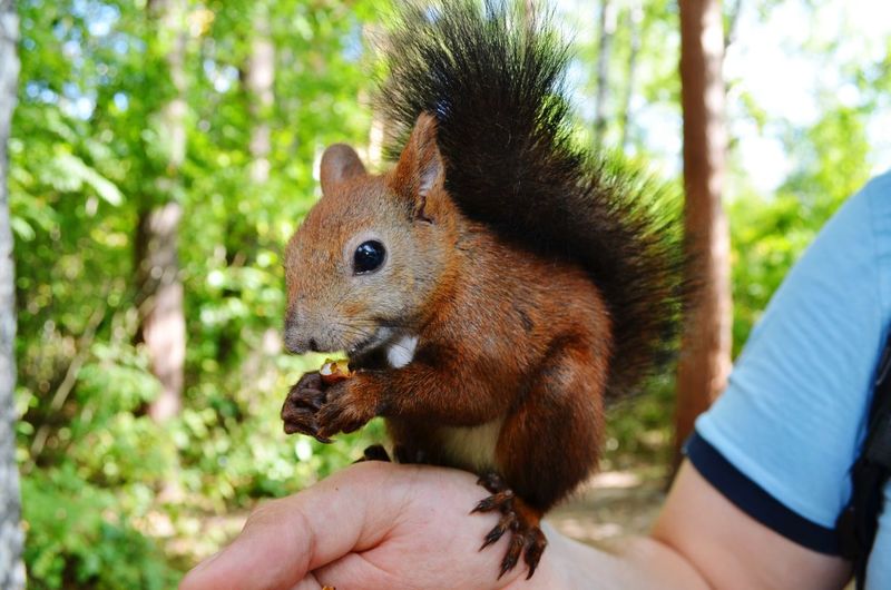Close-up of squirrel on hand