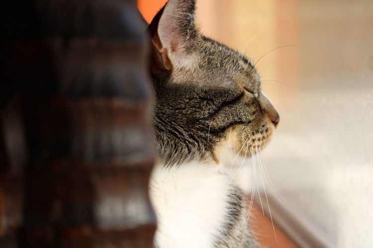 Close-up of a cat