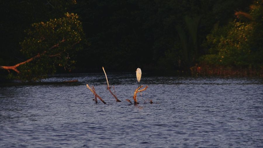 Great egret perching on plant in lake