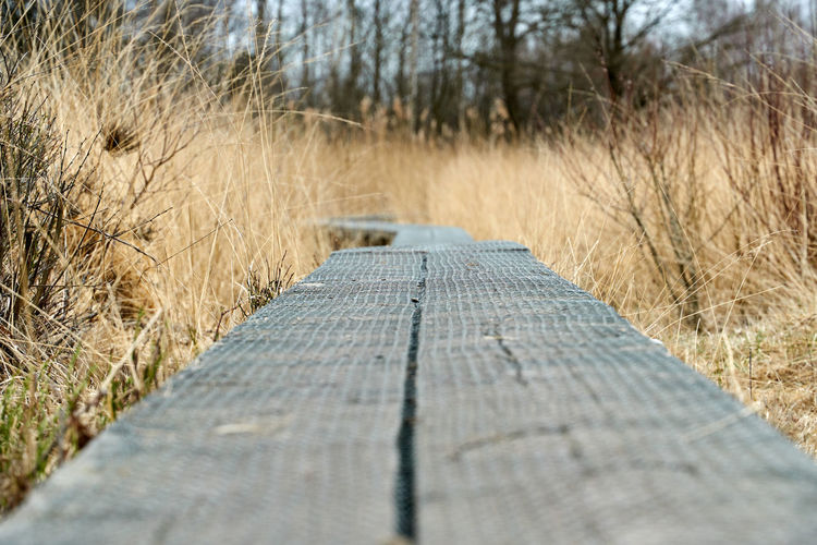 Surface level of boardwalk amidst trees