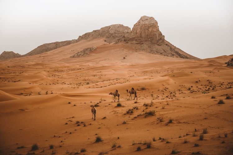 Camels at desert against sky