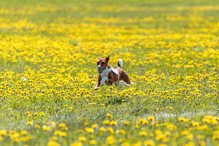 Basenji dog running in white jacket on coursing field at competition in summer