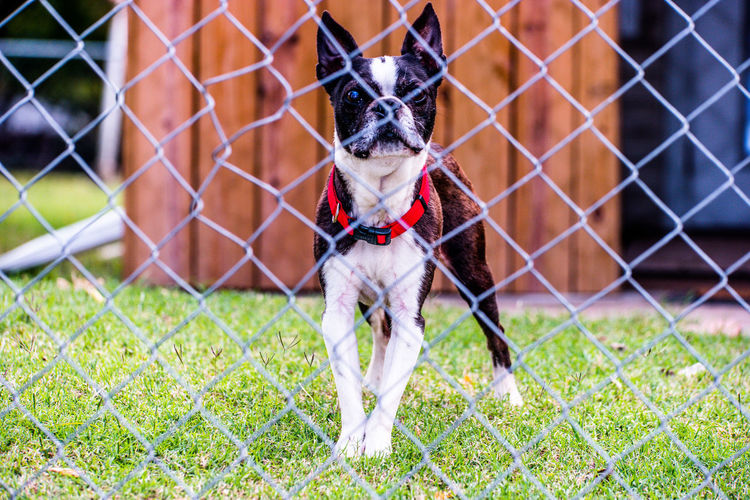 Dog standing on grass seen through chainlink fence