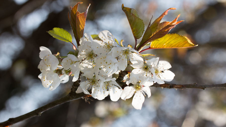 Close-up of cherry blossoms on tree