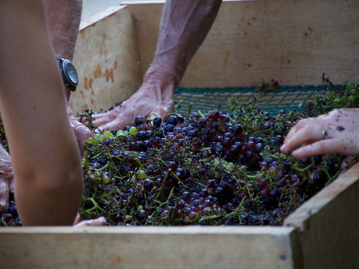 Close-up of black grapes