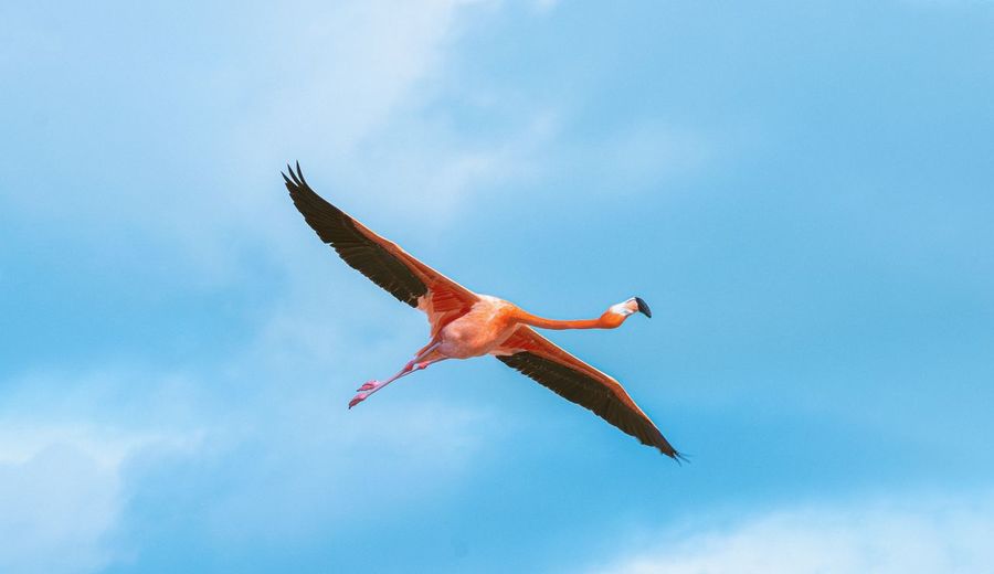 Solo flamingo flying low.