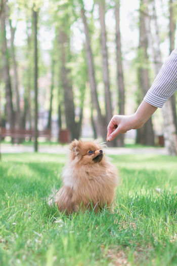 Feeding dog by owner's hand. pomeranian spitz dog on a walk in summertime.