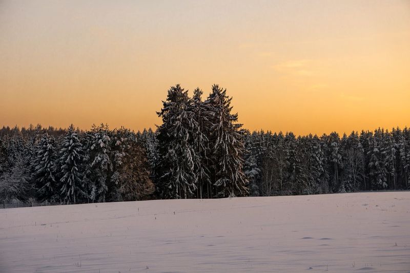 Trees on snowy field against sky during sunset