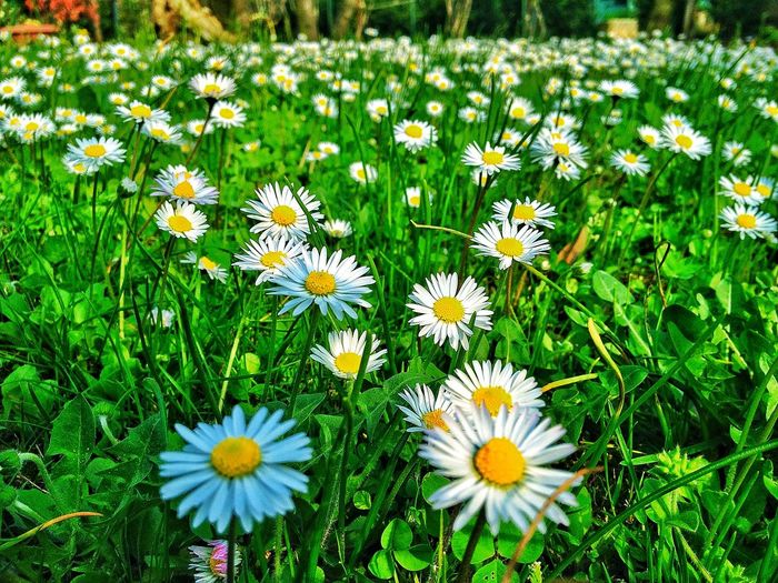 Close-up of daises blooming on field