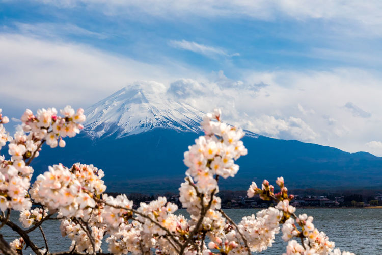 View of cherry blossoms against sky
