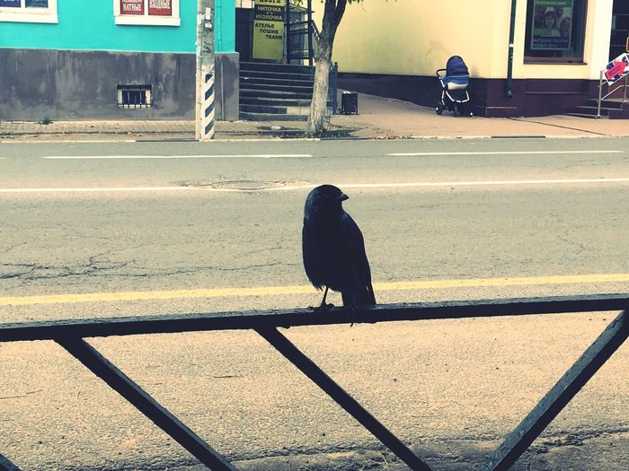 View of bird sitting on road