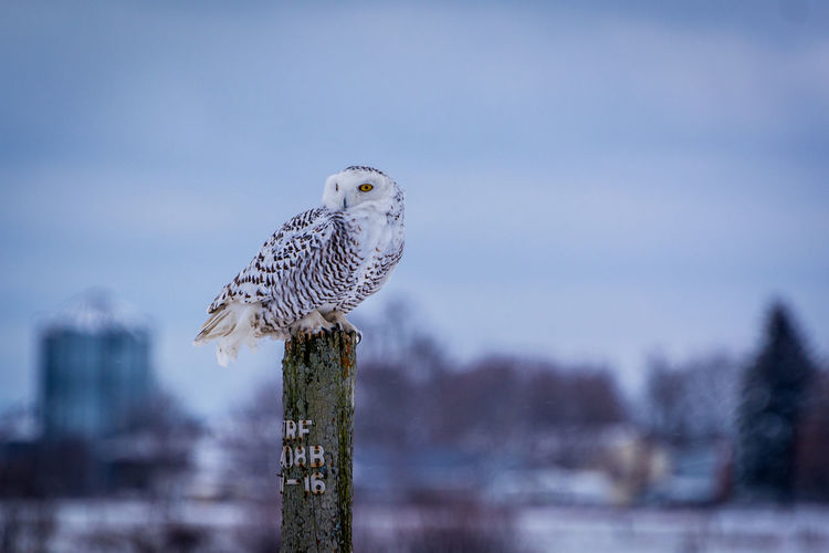 Beautiful snowy owl perched on a post in ottawa canada.