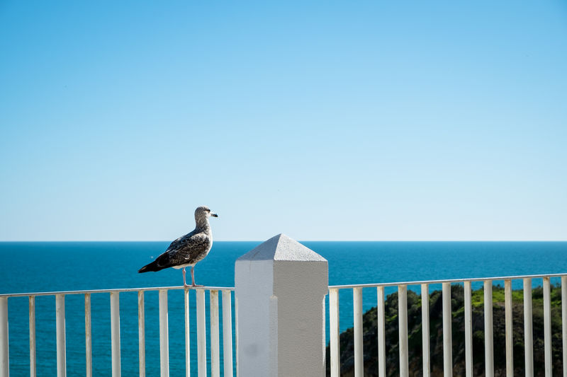 Seagull perching on railing against sea