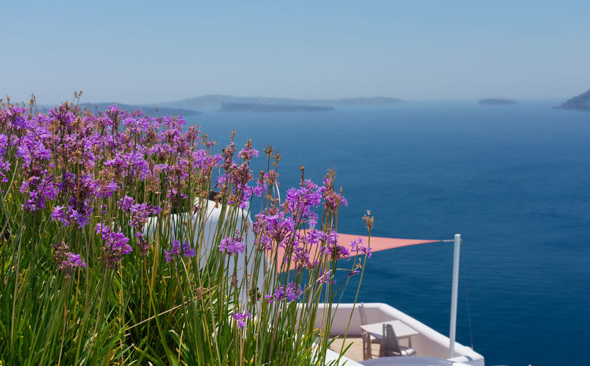Many plants of agapanthus africanus with purple or pink flowers. behind a terrace with nobody in the greek island of satorini with the best landscape of the aegean sea and the caldera of the