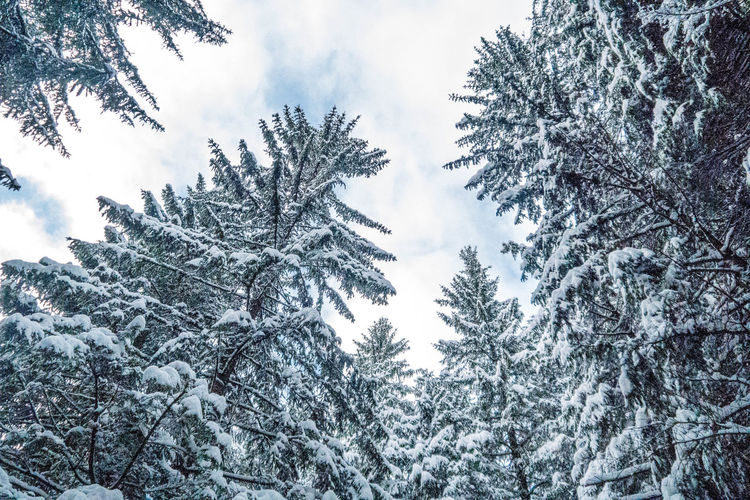 Low angle view of pine trees in forest during winter
