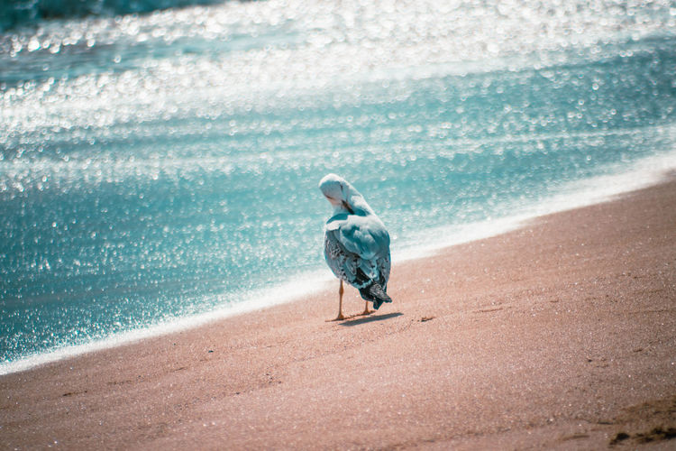 Rear view of bird on beach