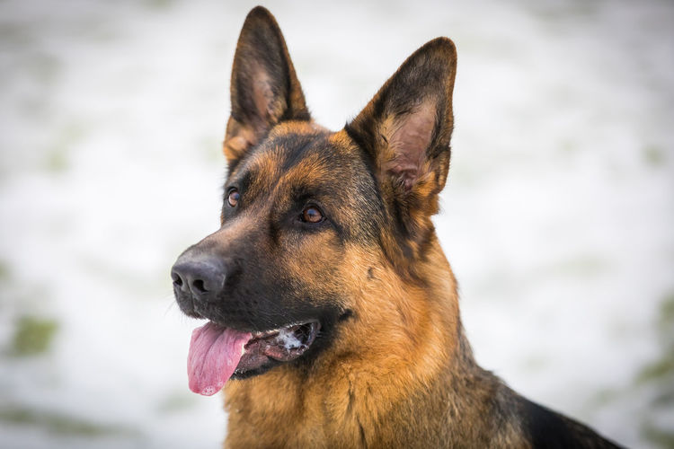 Close-up of a dog looking away