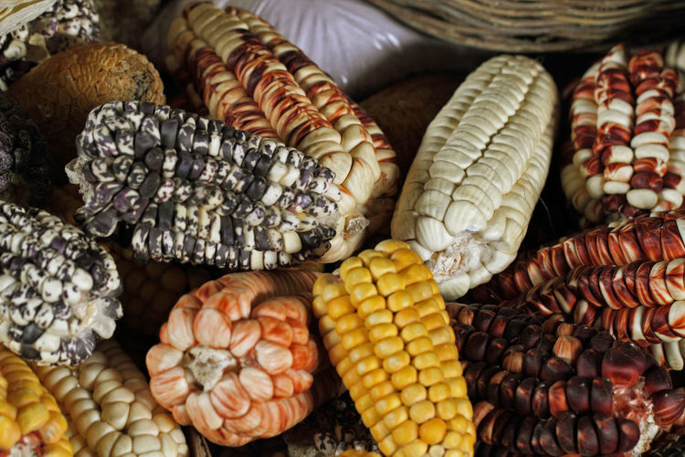 Close-up of flint corn at market stall
