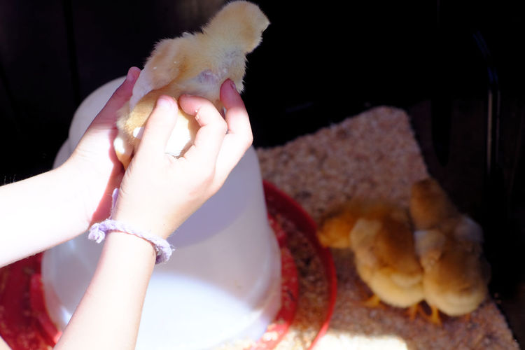 Close-up of hand holding baby chick 