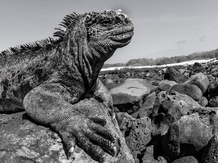Close-up of a lizard on rock