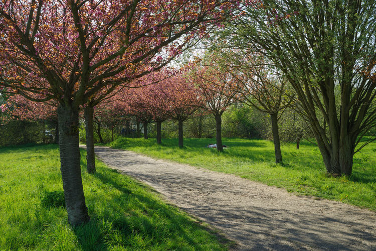 View of cherry trees in park