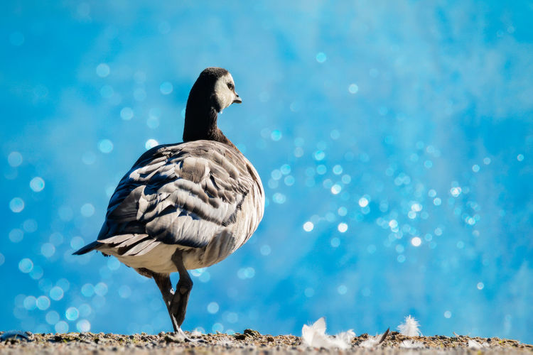 Goose on field