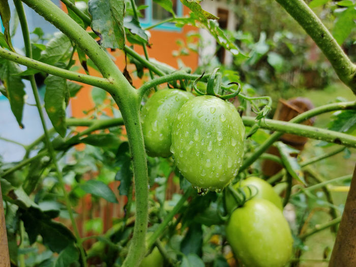 Fresh green tomatoes on plant