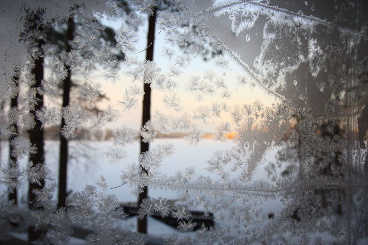 Trees seen through wet window during winter