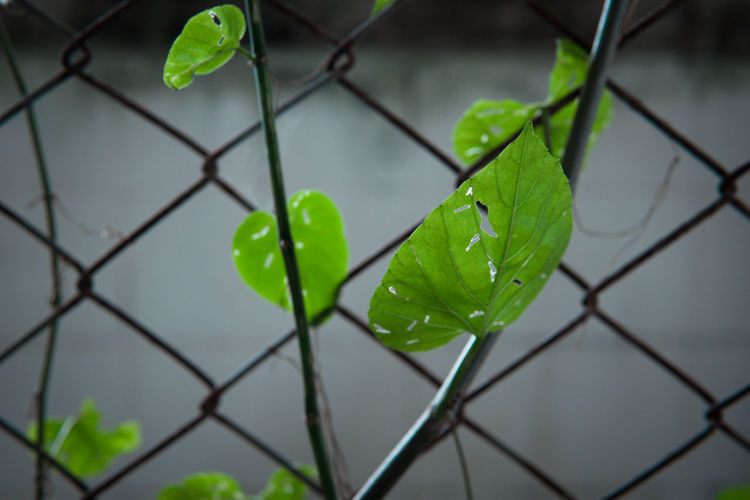 Close-up of green leaf seen through chainlink fence