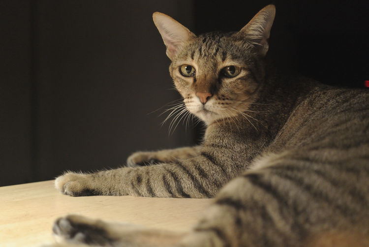 Close-up portrait of a cat