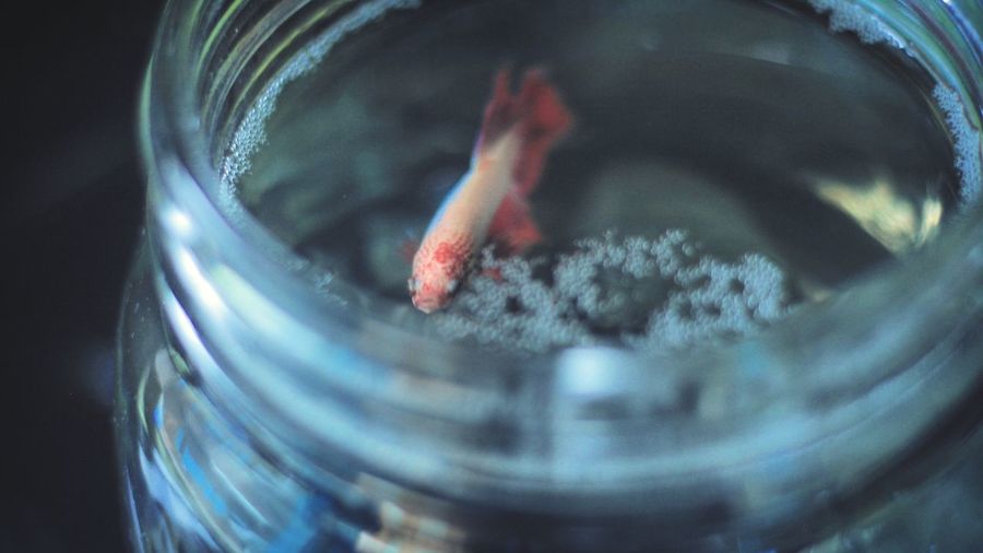 Close-up of fish in jar