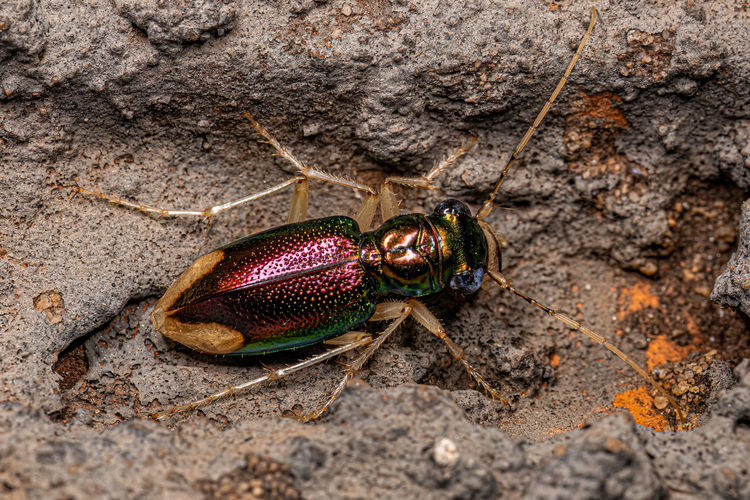 Close-up of insect