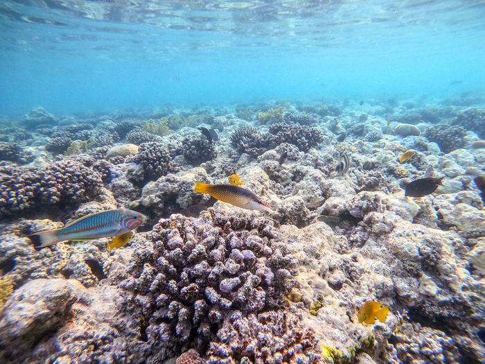Close-up of fish swimming in sea