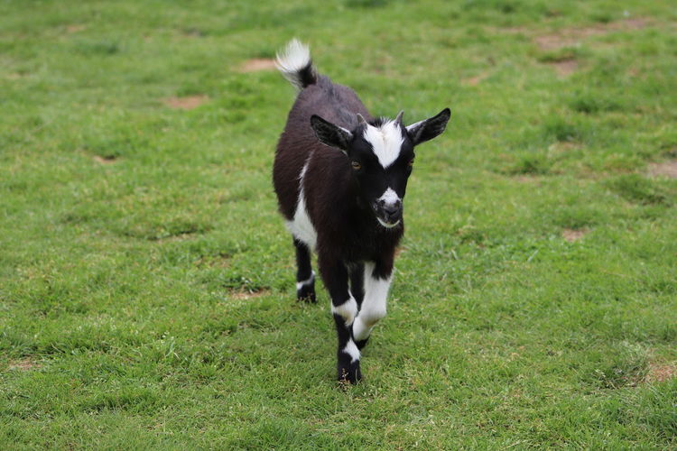 Full length of a goat kid running on field
