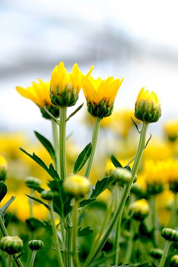 Close-up of yellow flowers blooming in park