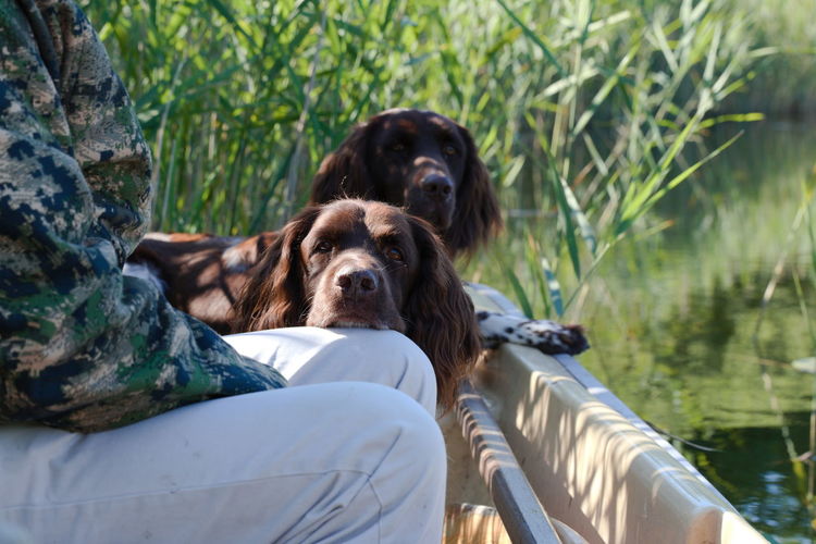 Portrait of dog relaxing on boat 