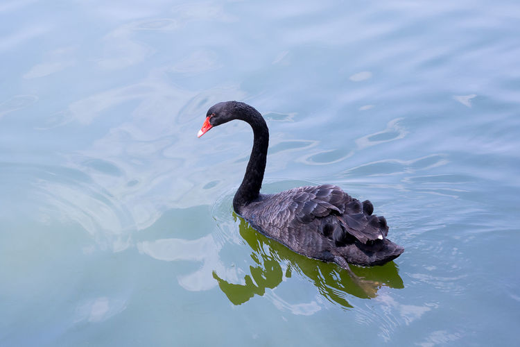 High angle view of black swan on lake