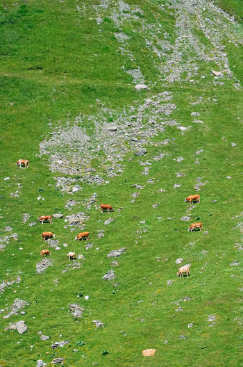 High angle view of cows grazing on land