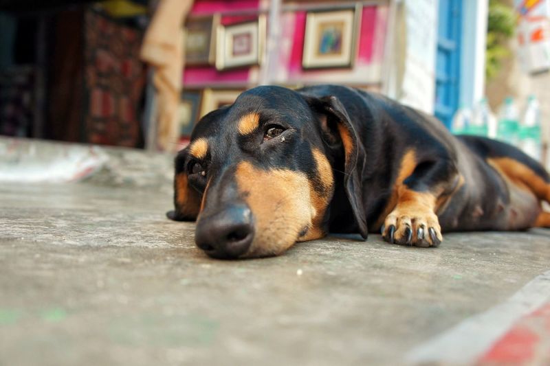 Close-up of dog sleeping