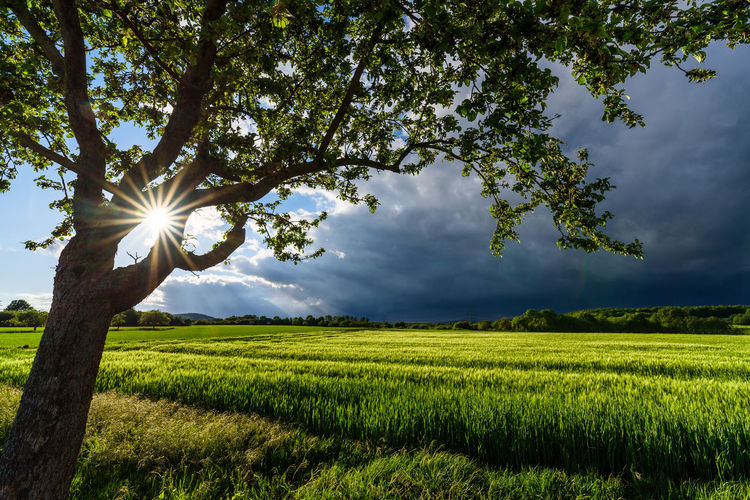 Scenic view of agricultural field against sky