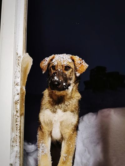 Portrait of dog sitting by window