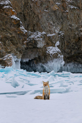 Fox on snow covered landscape