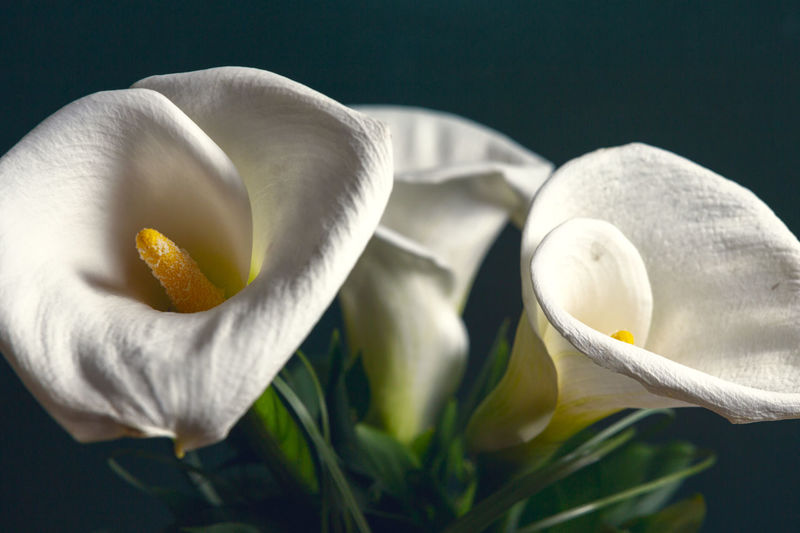 Calla Lily pictures | Curated Photography on EyeEm