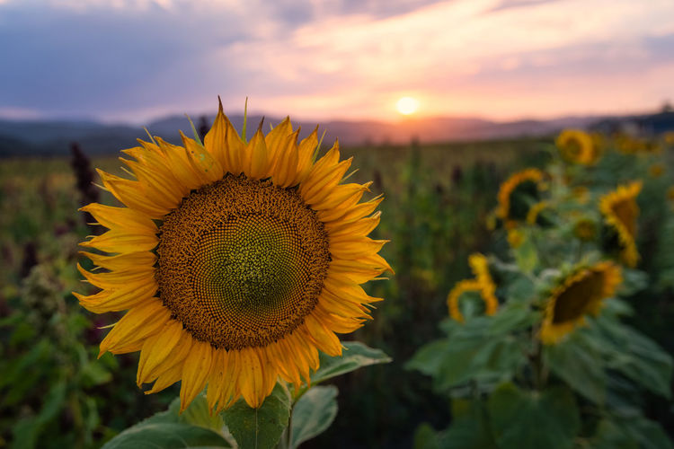 Close-up of sunflower on field against sky during sunset
